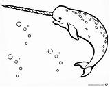 Narwhal Coloring Bettercoloring Respective Sketch sketch template