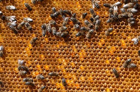 bijen  bijenkorf het werken stock foto image  bijenkorf honingbij