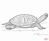 Terrapin Eared Reptiles Tortuga Jicotea Tartaruga Rosse sketch template