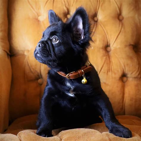 fluffy frenchie breed profile information temperament cost care
