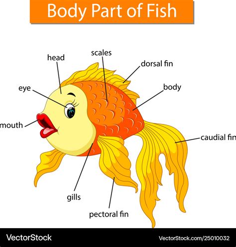 diagram showing body part fish royalty  vector image