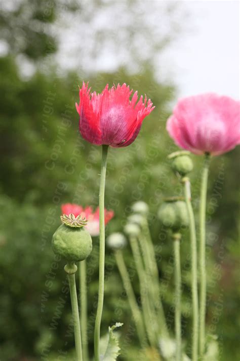 opium poppy streetdrugs