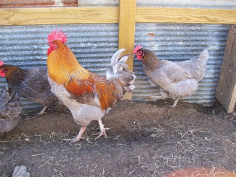 chicken scratch poultry french black copper marans  french blue copper marans