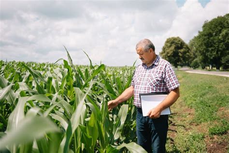 Adult Farmer Checking Plants On His Farm Agronomist Holds Tablet In