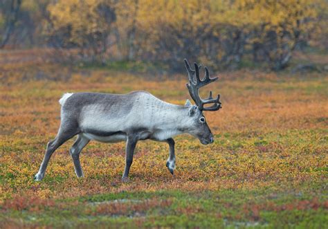 reindeer wildlife