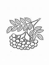 Rowan Coloring Pages Cranberry 74kb 1000px Printable Getcolorings sketch template