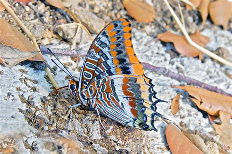burriac papallona reina josep  jubany flickr
