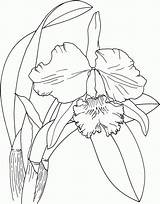 Orchid Coloring Pages Drawing Cattleya Dibujo Outline Flor Orquideas Printable Flower Dibujos Para Drawings Cataleya Line Books Template Supercoloring Tatuaje sketch template