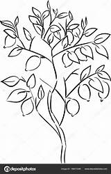 Lemon Tree Coloring Sketch Template sketch template