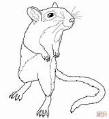 Gerbil Coloring Pages Mouse Drawing Color Supercoloring Printable sketch template