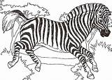 Zebra Coloring African Pages Color Kidsplaycolor Choose Board sketch template