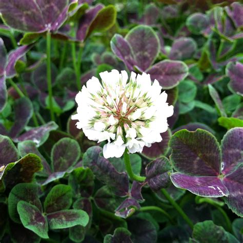 trifolium repens atropurpureum dutch clover  pot