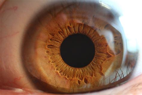 images brown ear mouth eyelash pupil close  human body