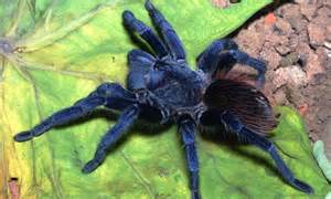 Spiders Invade Sadiya In Assam Region India Two Dead Daily Mail Online