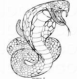 Cobra Snake Coloring Pages King Logo Ninjago Rattlesnake Clipart Animals Head Venomous Royalty Drawing Draw Printable Color Viper Drawings Stock sketch template