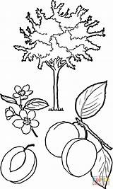 Tree Apricot Drzewo Albicocco Kolorowanka Abricot Supercoloring Morelowe Plum Shrubbery Fruits Stampare Owocowe Druku Kategorii sketch template