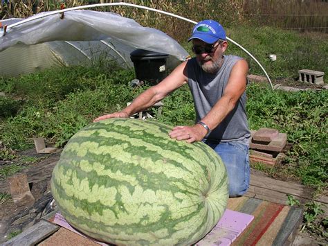 giant watermelon picture 316 edwards