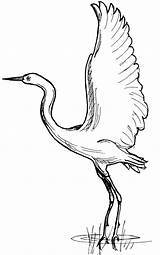 Coloring Pages Animal Crane Bird Colouring African Drawings Printable South Blue Drawing Easy Animals Kids Printablecolouringpages sketch template