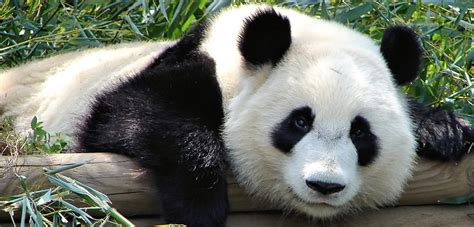pandi panda blog du voyage personnalise marco vasco