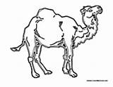 Camel Hump sketch template