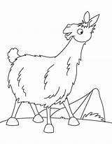 Llama Coloring Field Pages Kids sketch template
