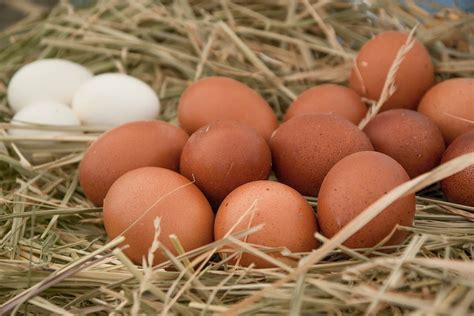 Eggs Free Range Dozen
