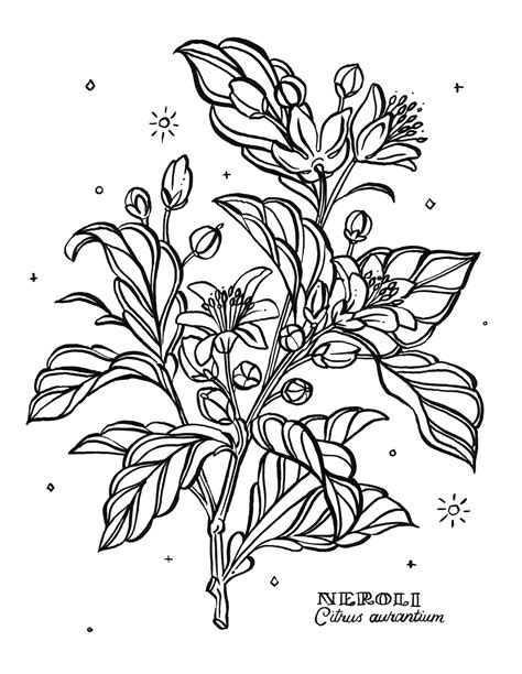 botanical coloring book pages  behance