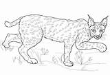 Selvagem Lynx sketch template