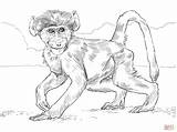 Coloring Monkey Baboon Pages Baby Spider Drawing Chacma Realistic Template Baboons Sketch Monkeys Printable Clipart Getdrawings Library Categories Comments sketch template