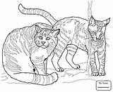 Wild Cat Drawing Getdrawings sketch template