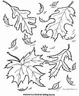 Coloring Leaf Tree Pages Sheets sketch template