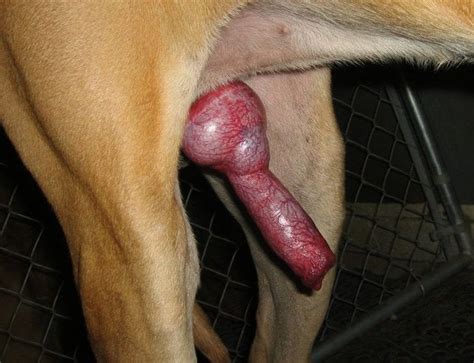 cock hound tubezzz porn photos