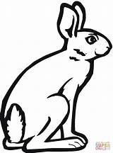 Coloring Hare Rabbit Jack Jackrabbit Arctic Pages Drawing Bunny Clipart Printable Drawings Silhouettes Clipartmag Supercoloring Categories sketch template