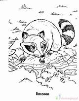 Raccoon Racoon Kolorowanki Szopy Coloringbay Coloringtop Racoons Kolorowanka Szop Termites Coloringme Perch sketch template