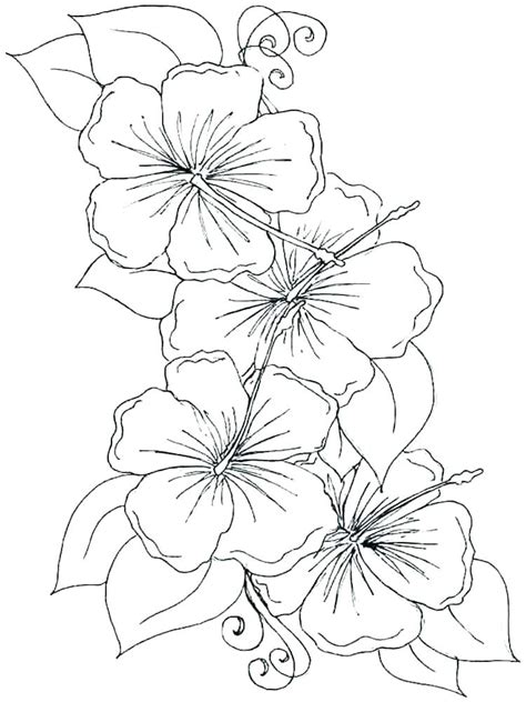 orchid coloring page images