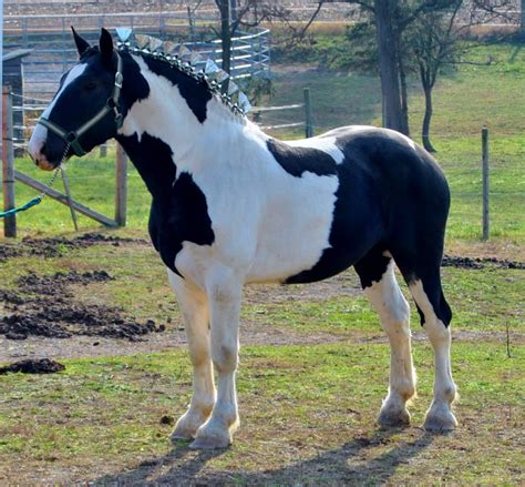 spotted draft horse breed information history  pictures