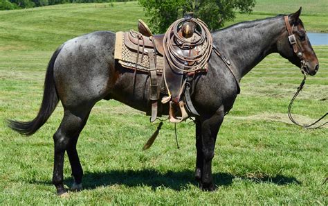 ljsr cinch blue roan quarter horse gelding  sale  king city missouri livestockmarketcom