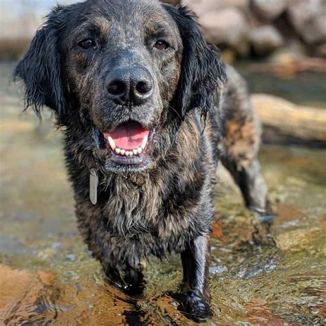 australian shepherd lab mix     breed