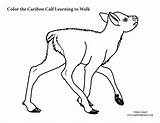 Calf Caribou sketch template