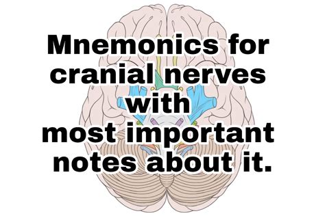 cranial nerves mnemonic dirty
