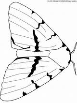 Mite Farfalla Schmetterlinge Insectes Farfalle Mariposas Owady Kolorowanki Robaki Bohemien Insetti Malvorlage Disegnidacolorare Mantide Religiosa Kategorien Coloriages Arriba sketch template