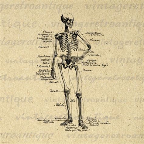 human skeleton diagram digital printable  vintageretroantique