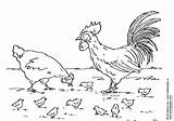 Coloring Rooster Chicks Hen Pages sketch template