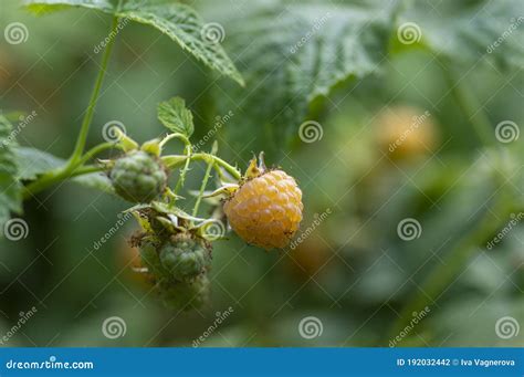 Rubus Idaeus Golden Queen Yellow Raspberries On Shrub Branches Group