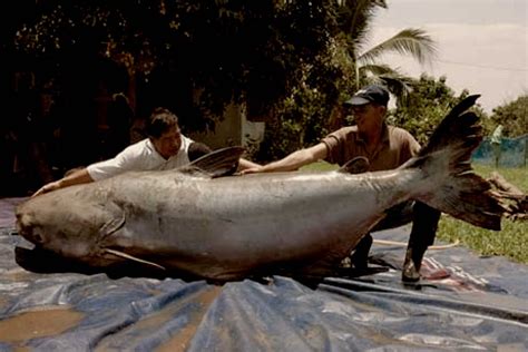 world record catfish  list   biggest catfish hookedoncatfish