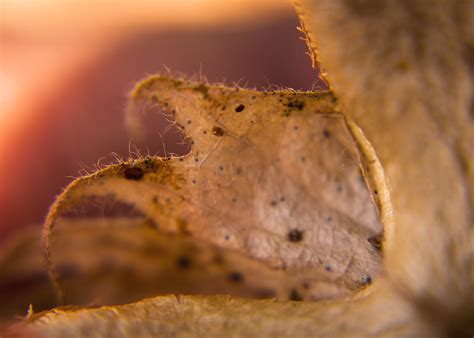 cotton leaf pradeep javedar flickr
