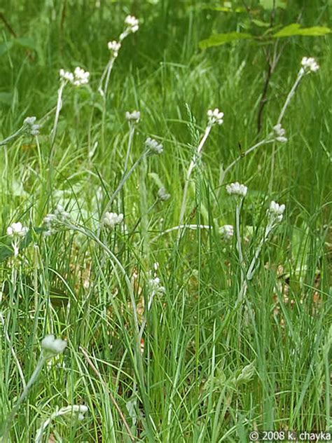 antennaria plantaginifolia plantain leaved pussytoes minnesota wildflowers