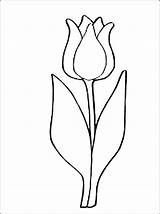 Lale Boyama Okul Tulips Resmi Kalibi Tulip Parrot sketch template