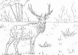 Wapiti Coloring Elk Colorare Cervo Disegni Kolorowanka Roosevelt Nogi Supercoloring Ausmalbild Ausdrucken Mamydzieci Dlugie Vu sketch template