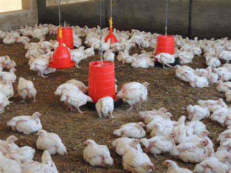 poultry project renewed hope